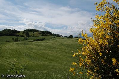 Wolkenstimmung mit Ginster