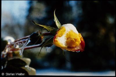 Schnee auf Rose