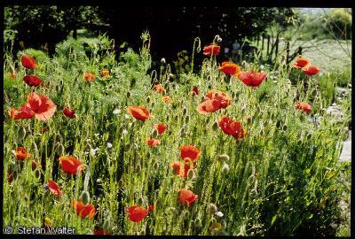 Roter Mohn