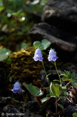 Taufeuchte Glockenblume