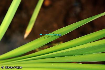 Hufeisen-Azurjungfer