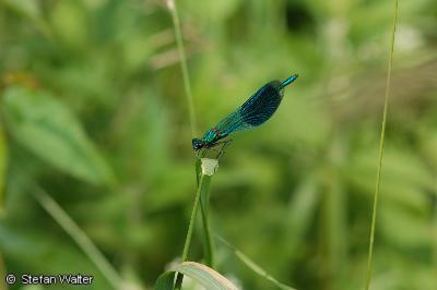 Geb�nderte Prachtlibelle