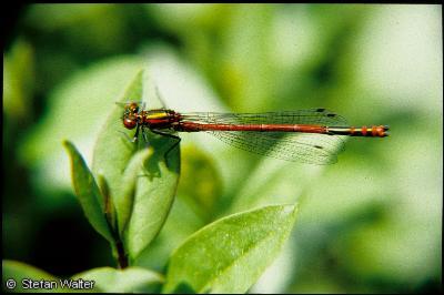 Fr�he Adonislibelle