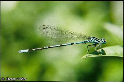 Hufeisen Azurjungfer