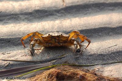 Krabbe am Strand