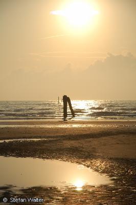 Holzpf�hle beim Sonnenaufgang