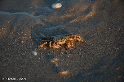 Strandkrabbe im Morgenlicht