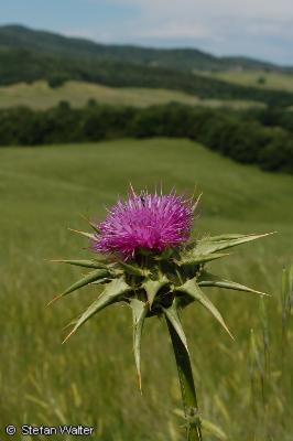Ackerdistel