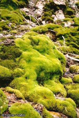 M�rz - Moospolster