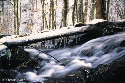 Januar - Bach am Uracher Wasserfall