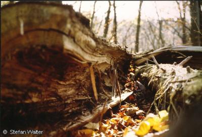 Oktober -  Gespaltener Baumstamm