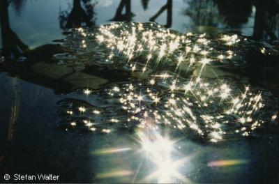 Februar - Froschlaich im Gegenlicht