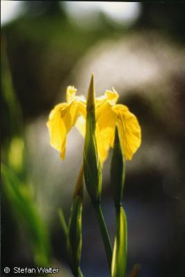 Juni - Sumpfschwertlilie