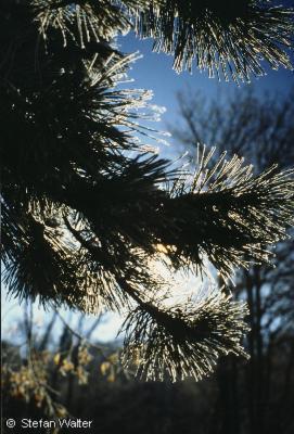 Dezember - Kiefernzweig im Gegenlicht