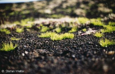 August - Vegetation auf Lava
