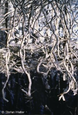 Januar - Korkenzierweide mit Reif