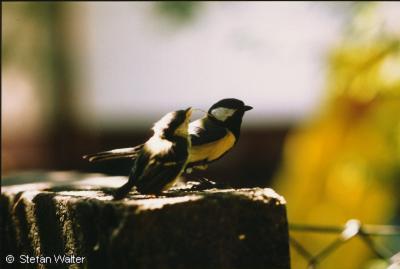 April - Meise mit Nachwuchs