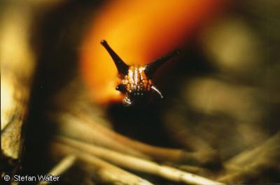 Mai - Schneckengesicht