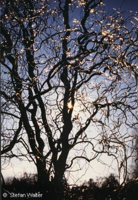 Januar - Korkenzierweide