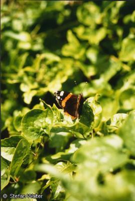 August - Admiral im Gr�nen