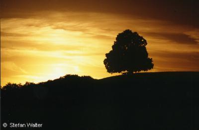 November - Abendstimmung an der Linde