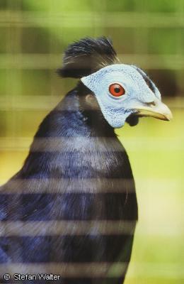 M�rz - Vogel in der Wilhelma