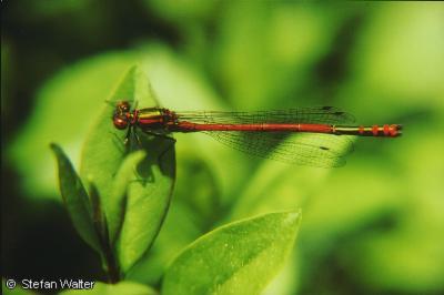 August - Adonislibelle