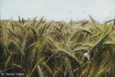 Oktober - Weizenfeld
