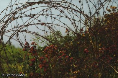 November - Bl�hender Stacheldraht