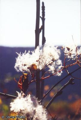 November - Verbl�te Pflanze