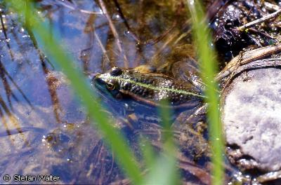April - Wasserfrosch