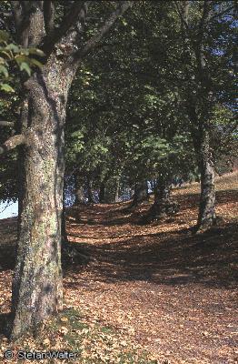 Titel - Allee an der Achalm