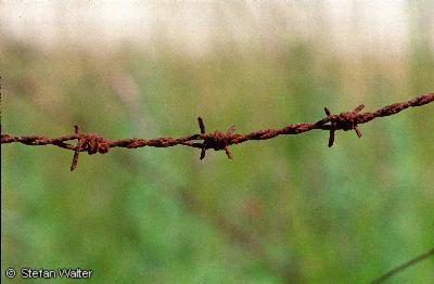 M�rz - Stacheldraht