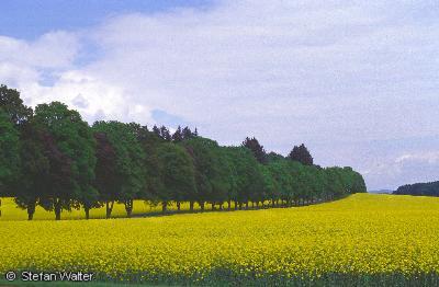 Juni - Rapsbl�te bei St. Johann