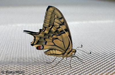 August - Schwalbenschwanz