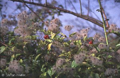 September - Hagebutten