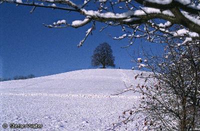Dezember - Linde im Winter