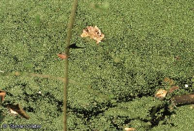 M�rz - Wasserlinsen