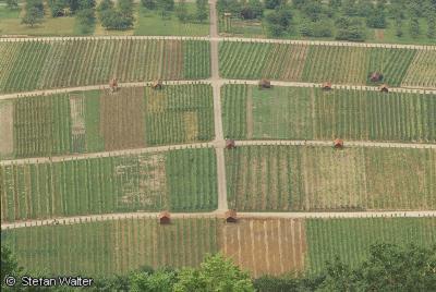 Mai - Weinbergschachbrett