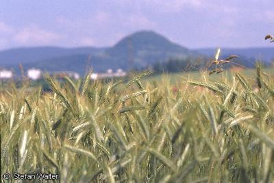 August - Achalm mit Weizenfeld