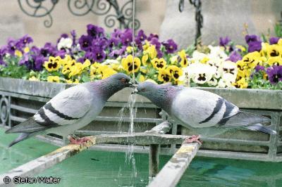 April - Turteltauben