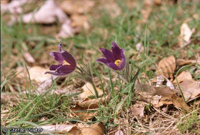 Mai - K�chenschellen