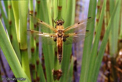 Juni - Libelle im Gartenteich