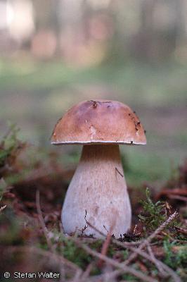 September - Steinpilz